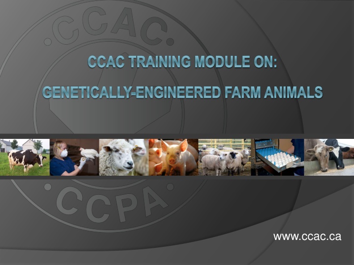 ccac training module on