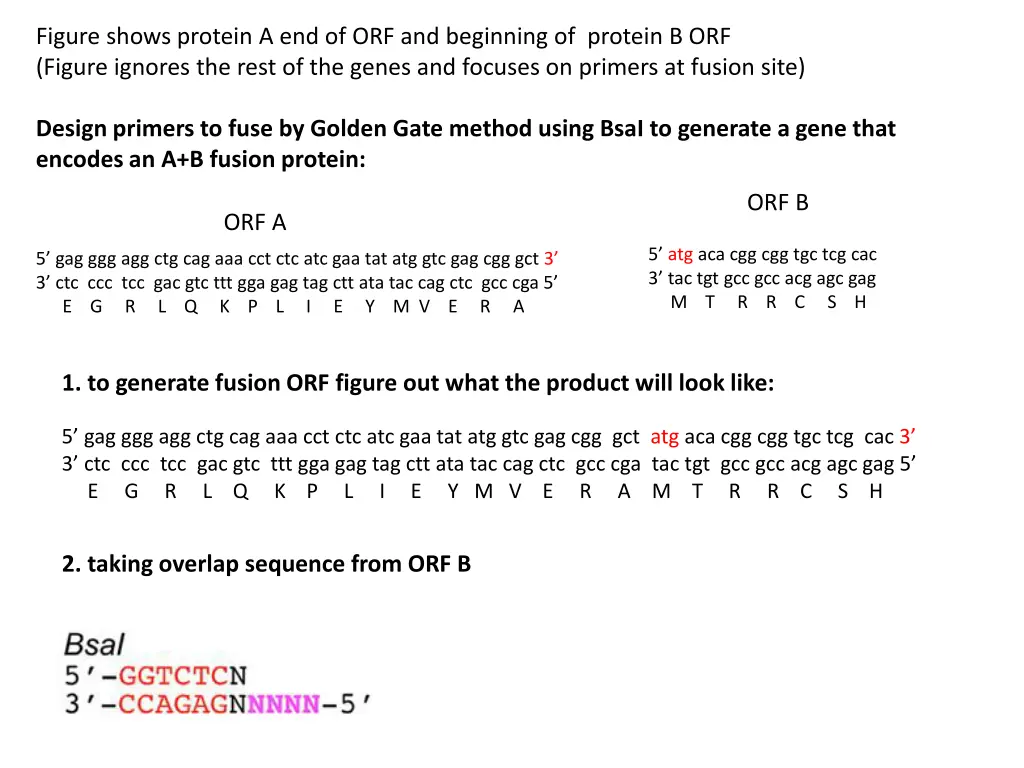 figure shows protein a end of orf and beginning