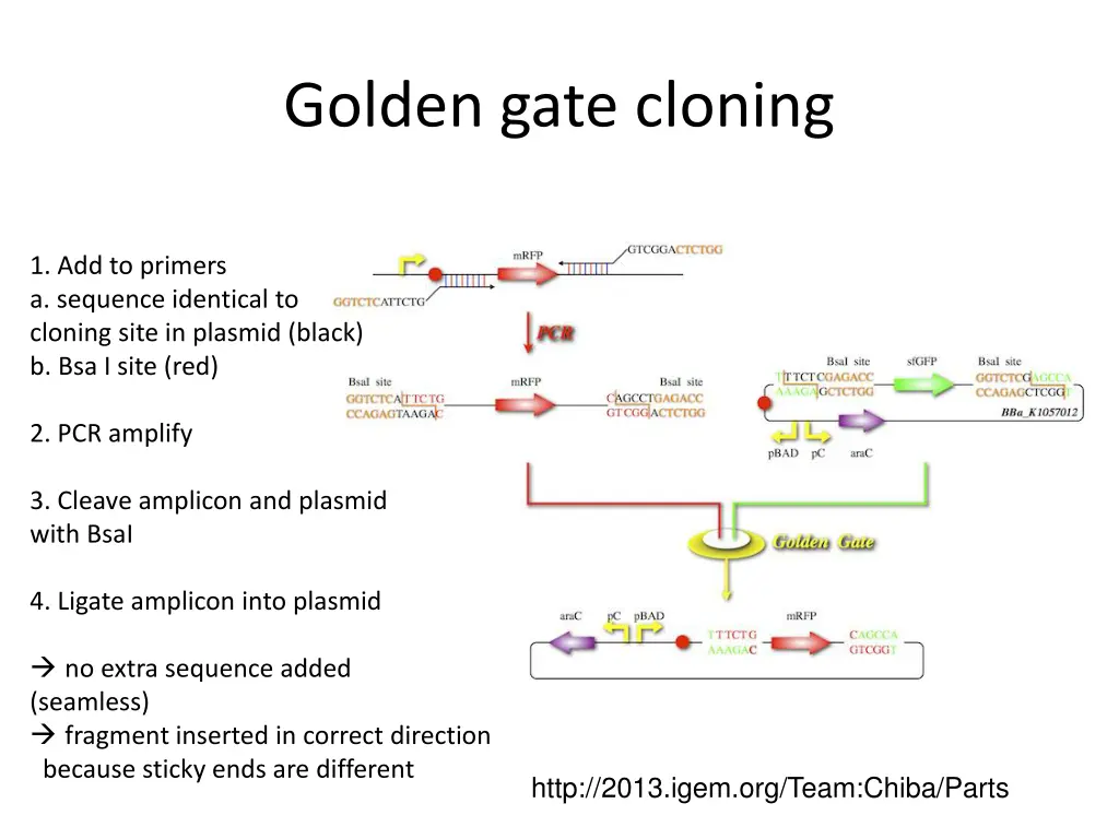 golden gate cloning
