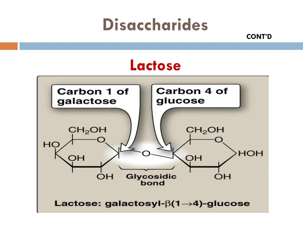 disaccharides 1