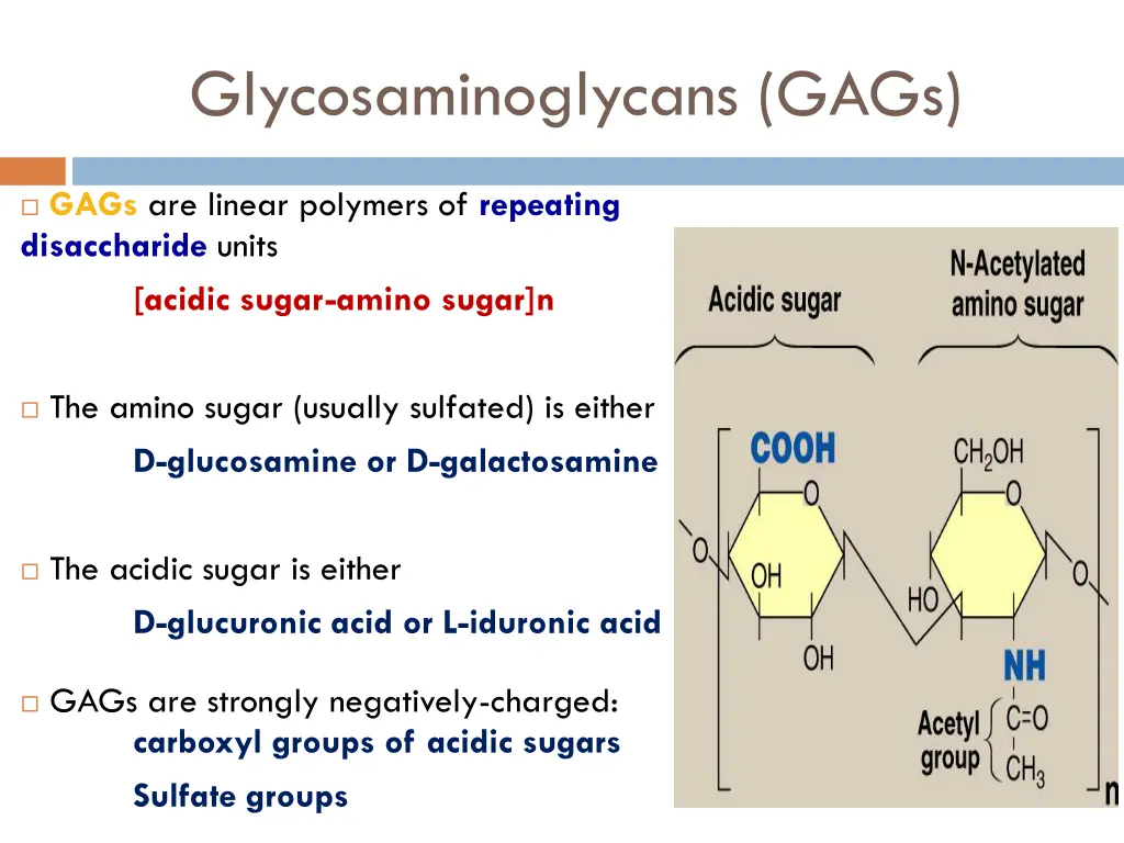 glycosaminoglycans gags 1