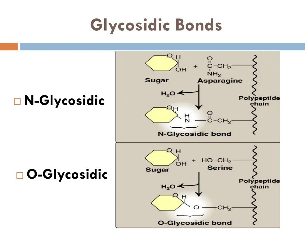 glycosidic bonds