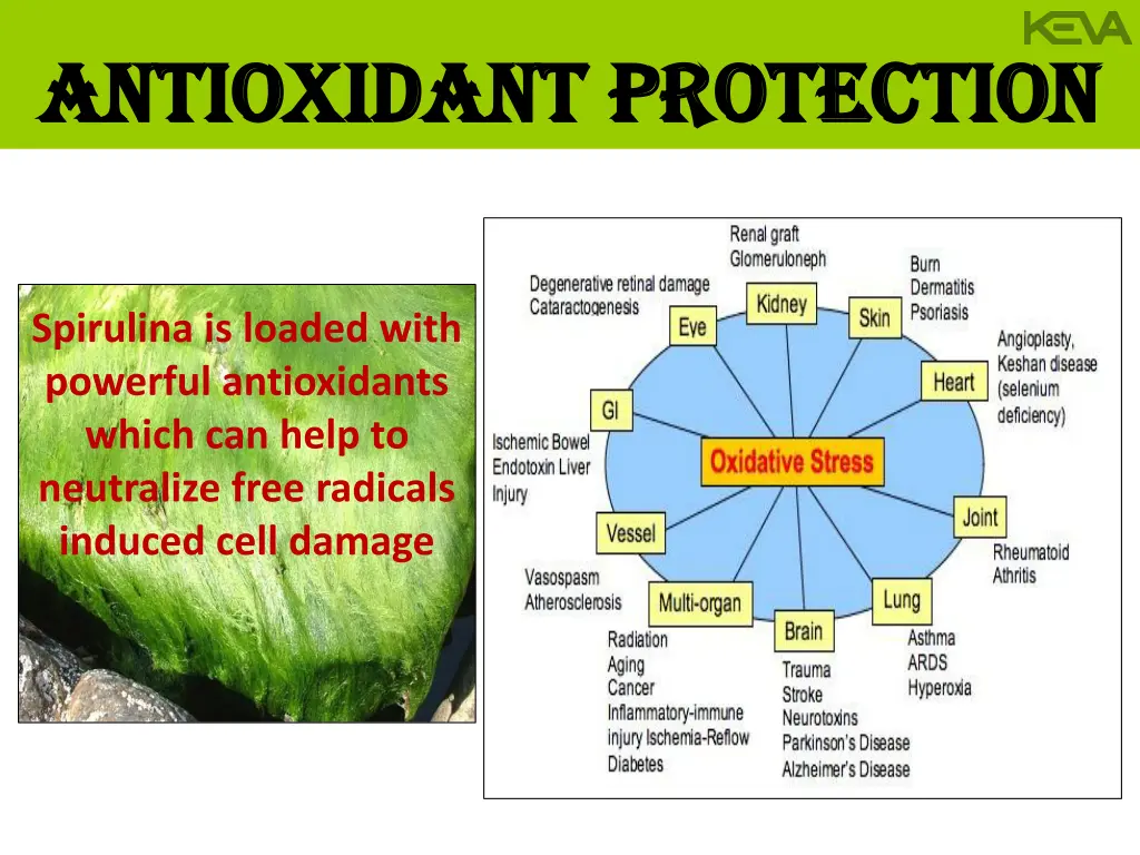 antioxidant protection antioxidant protection