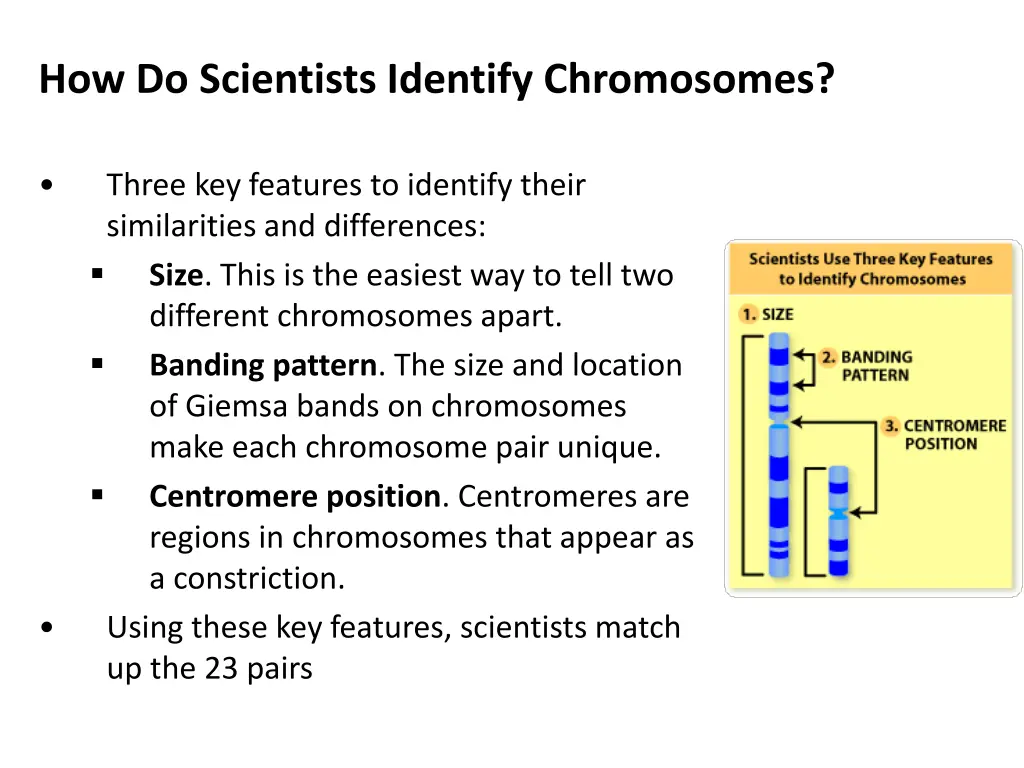 how do scientists identify chromosomes