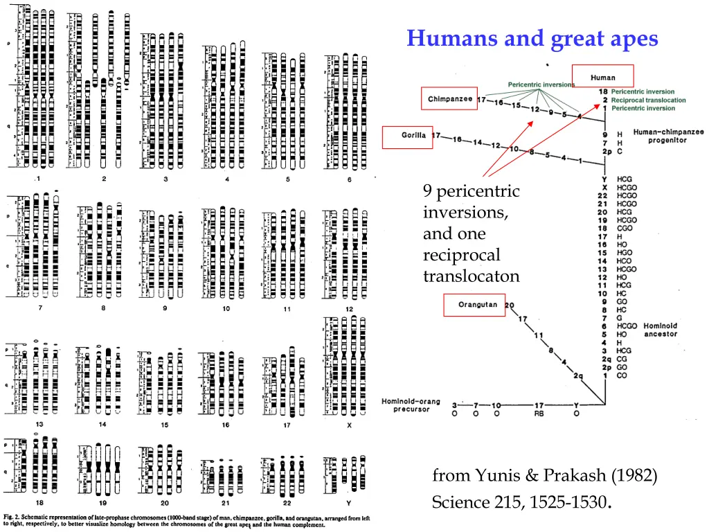humans and great apes