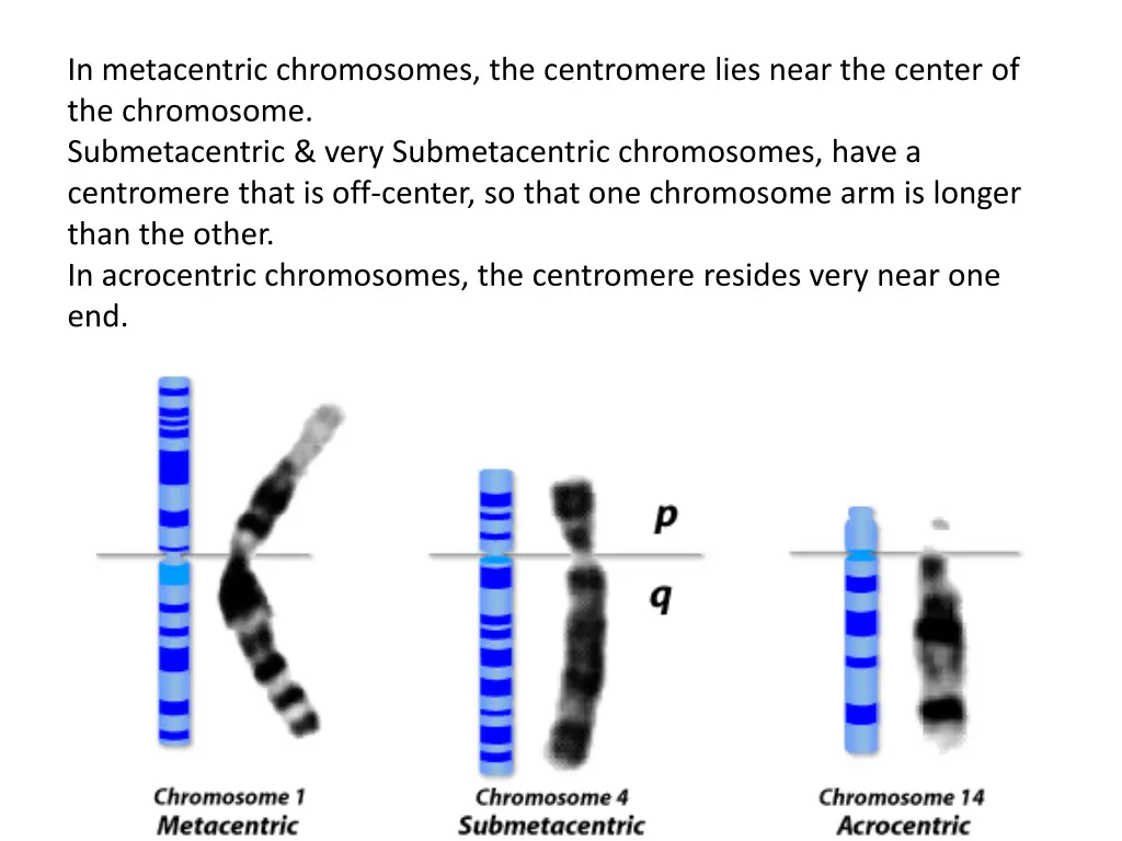 in metacentric chromosomes the centromere lies