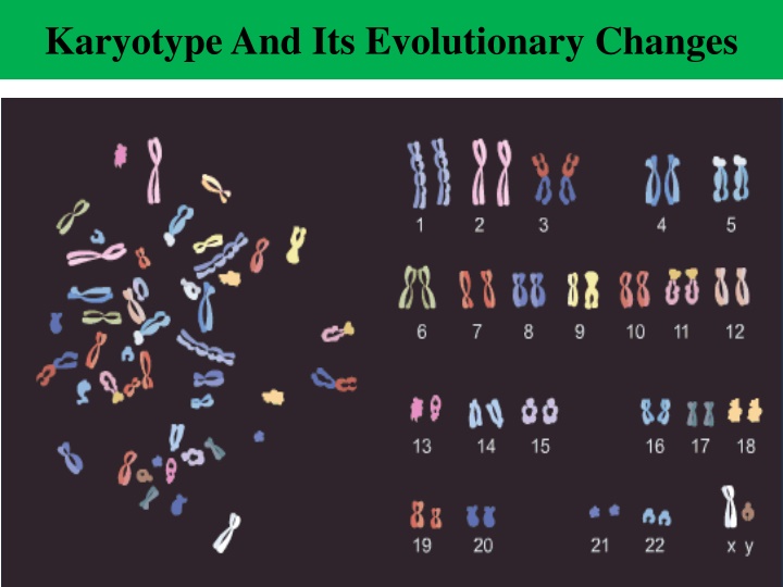 karyotypeand its evolutionary changes
