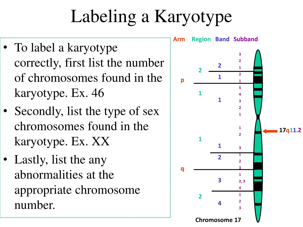 labeling a karyotype