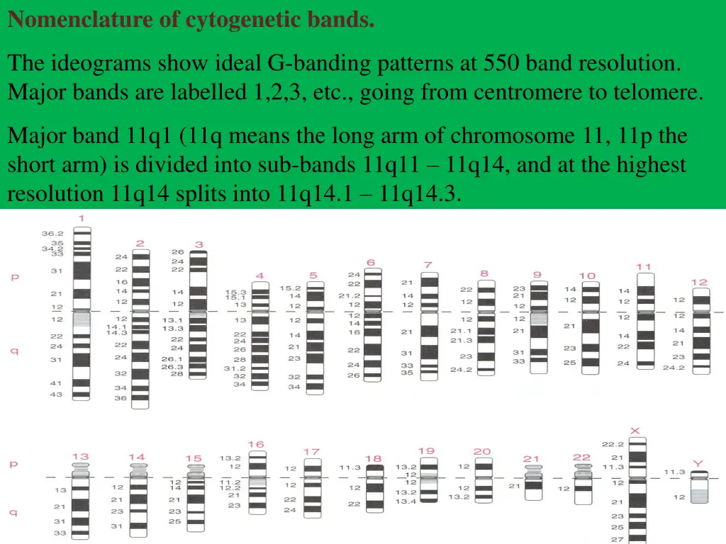 nomenclature of cytogenetic bands