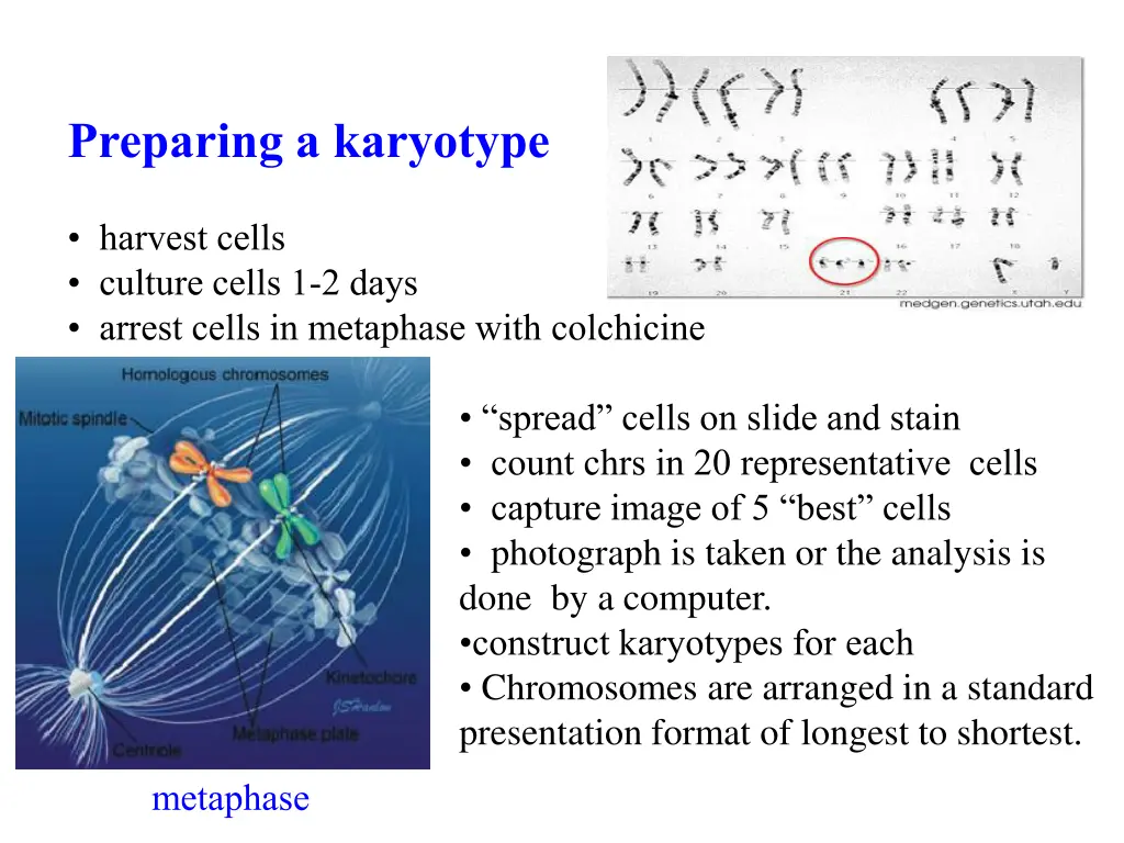 preparing a karyotype