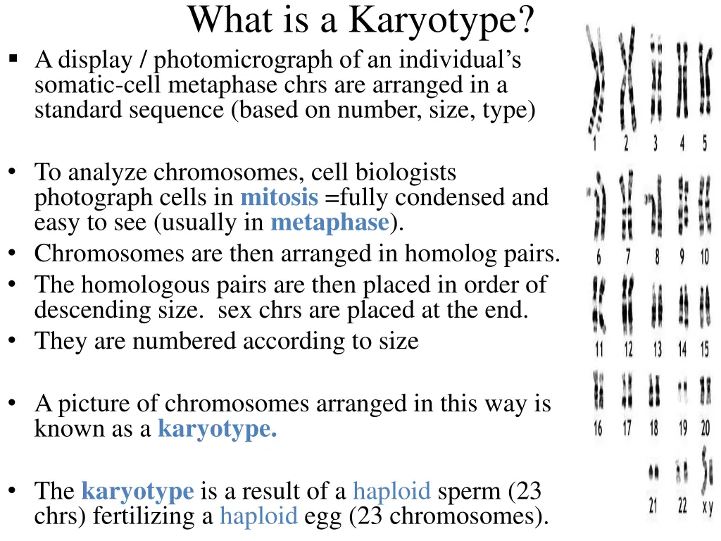 what is a karyotype a display photomicrograph
