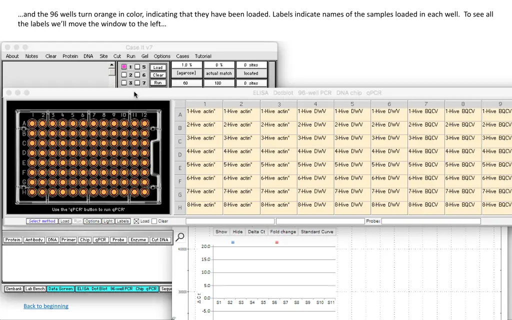 and the 96 wells turn orange in color indicating