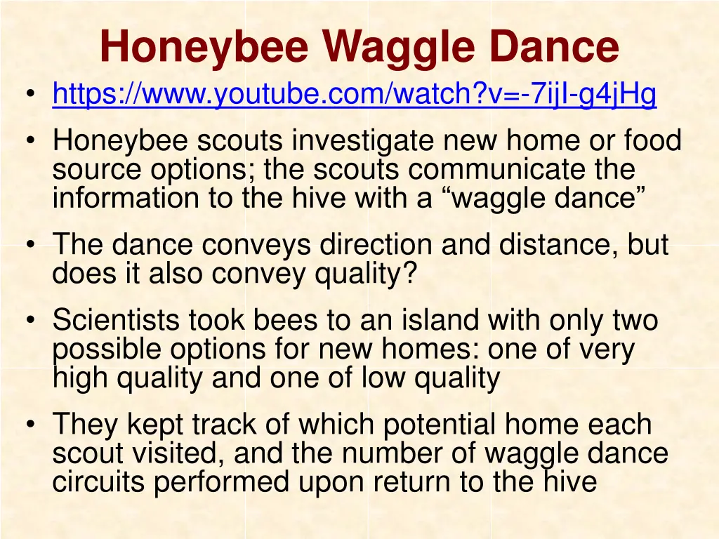 honeybee waggle dance https www youtube com watch