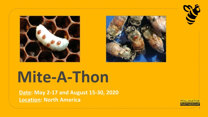 mite a thon