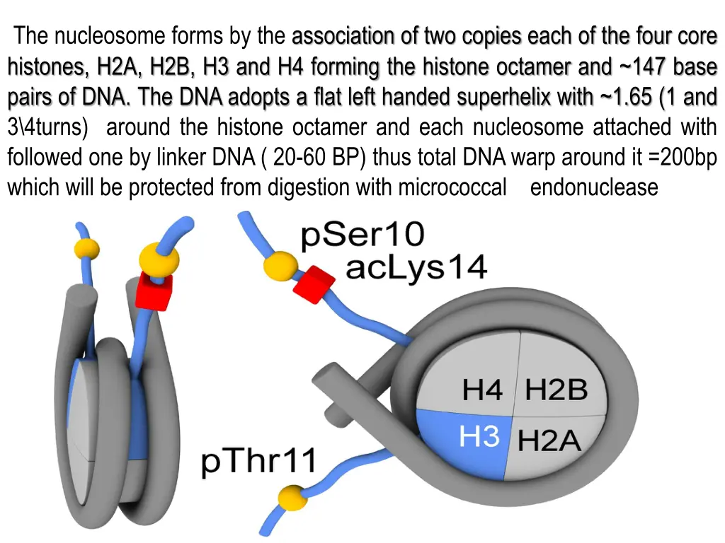 the nucleosome forms by the association