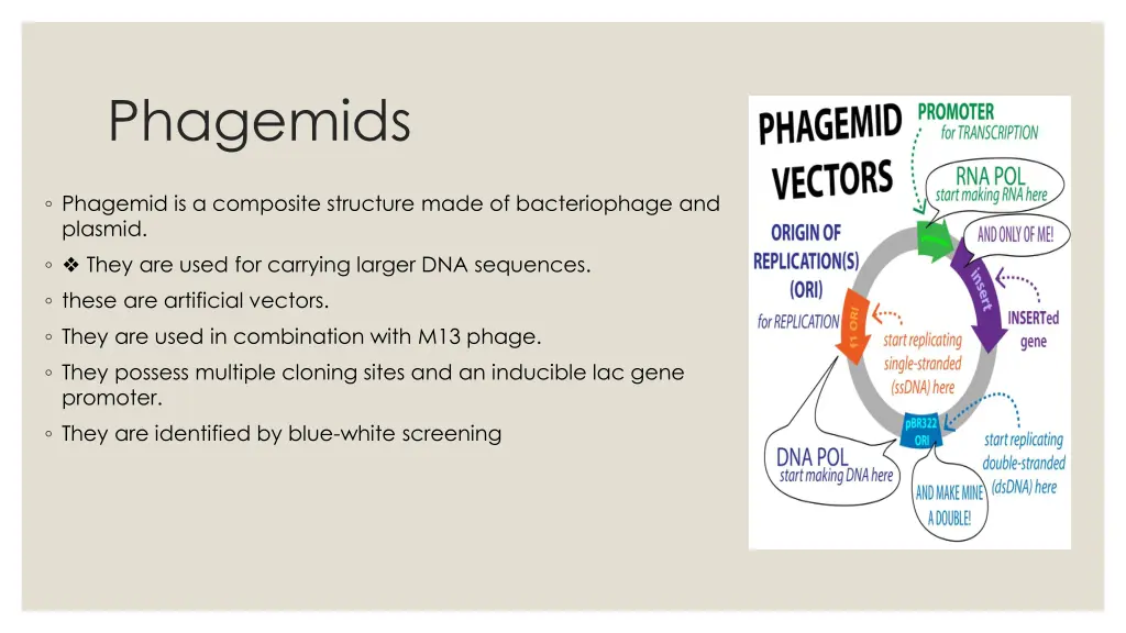 phagemids