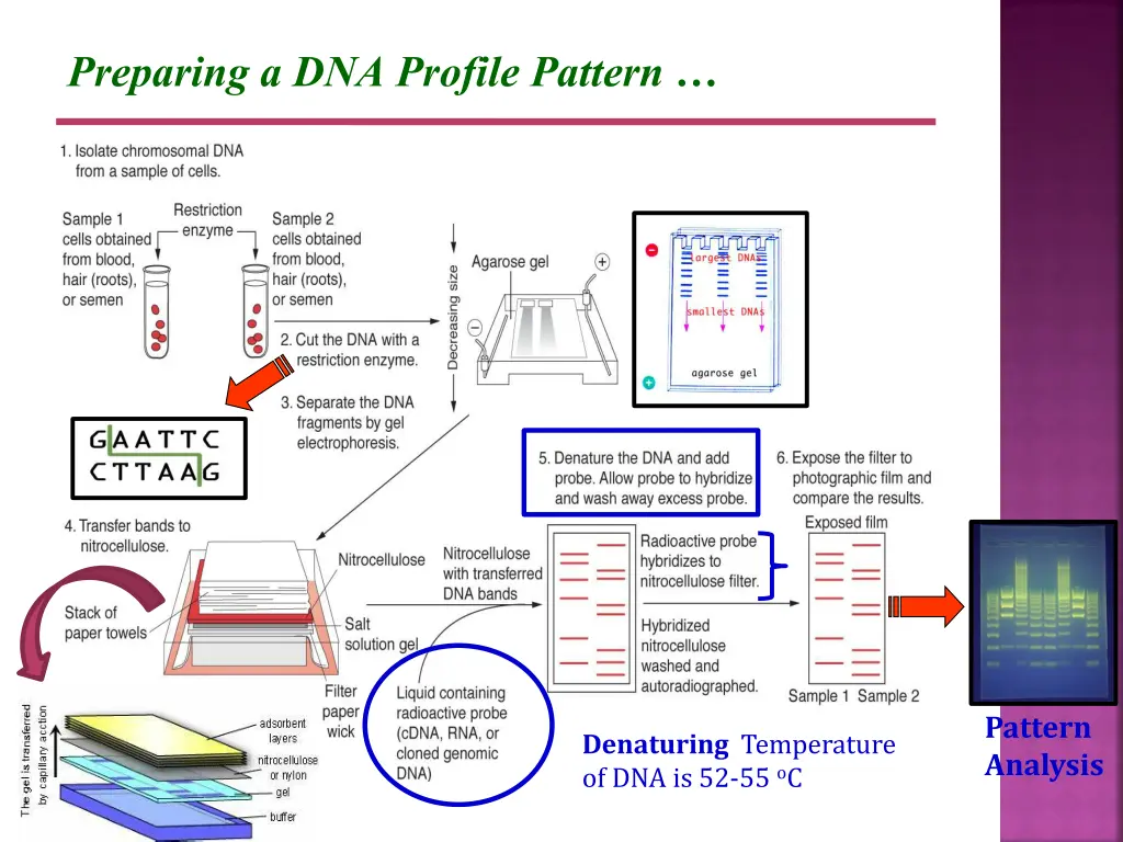 preparing a dna profile pattern