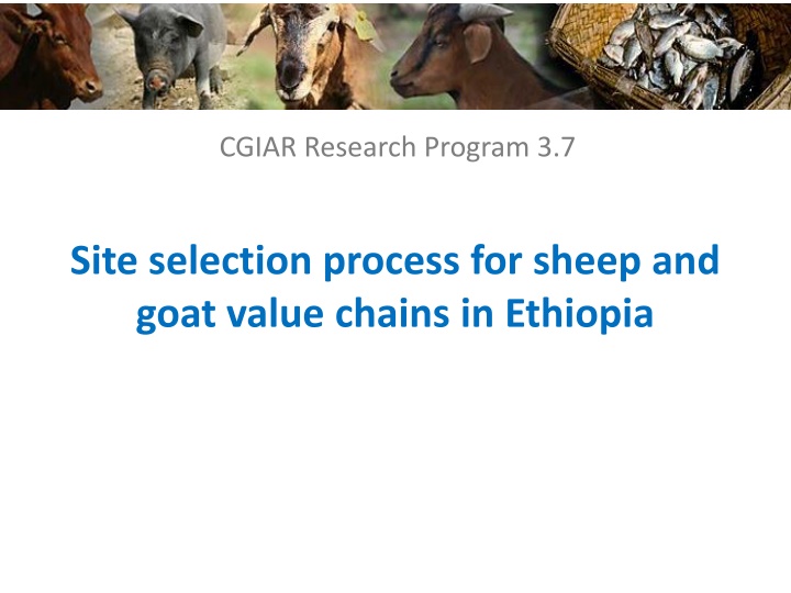cgiar research program 3 7