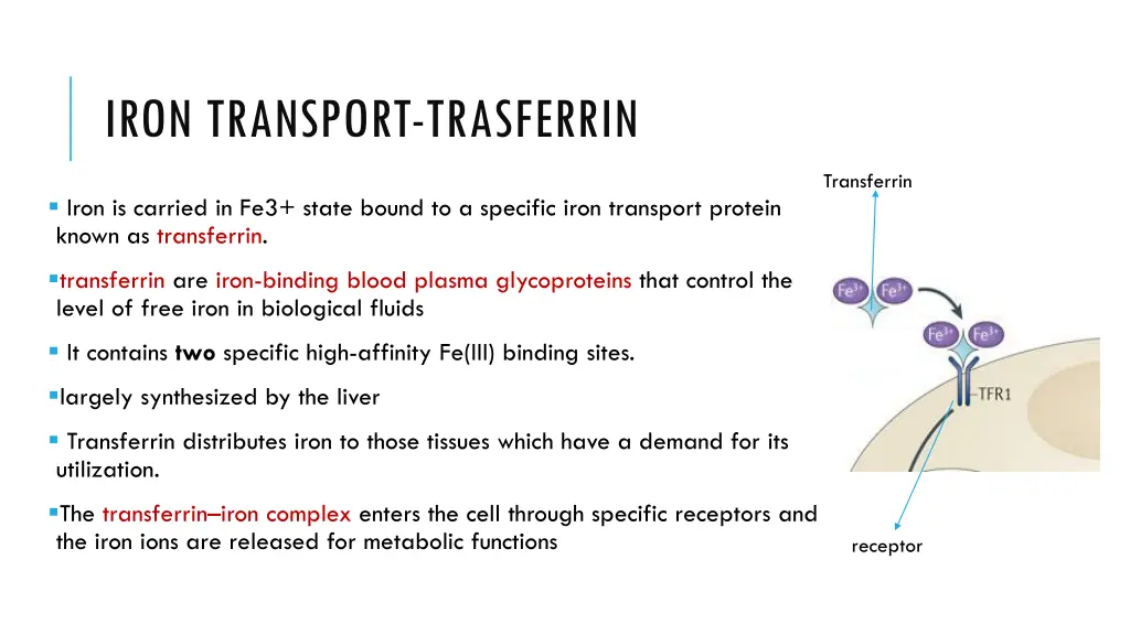 iron transport trasferrin