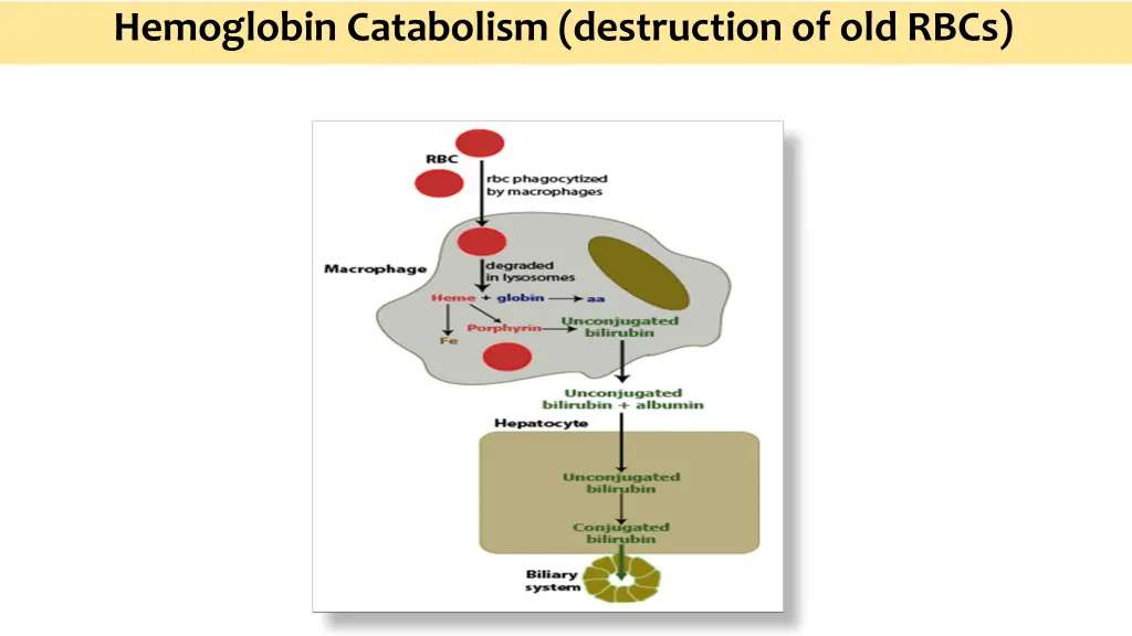 hemoglobin catabolism destruction of old rbcs 2