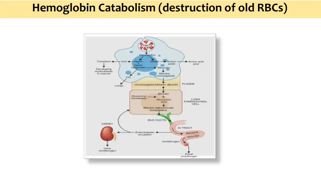 hemoglobin catabolism destruction of old rbcs 3