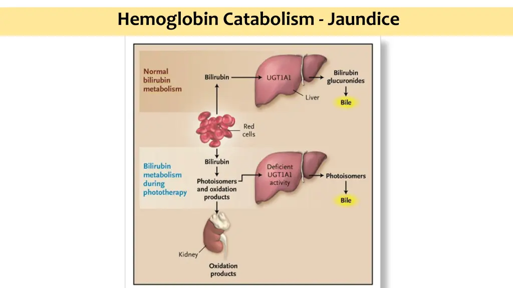 hemoglobin catabolism jaundice 1