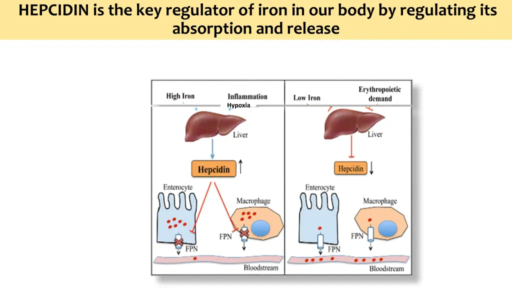 hepcidin is the key regulator of iron in our body