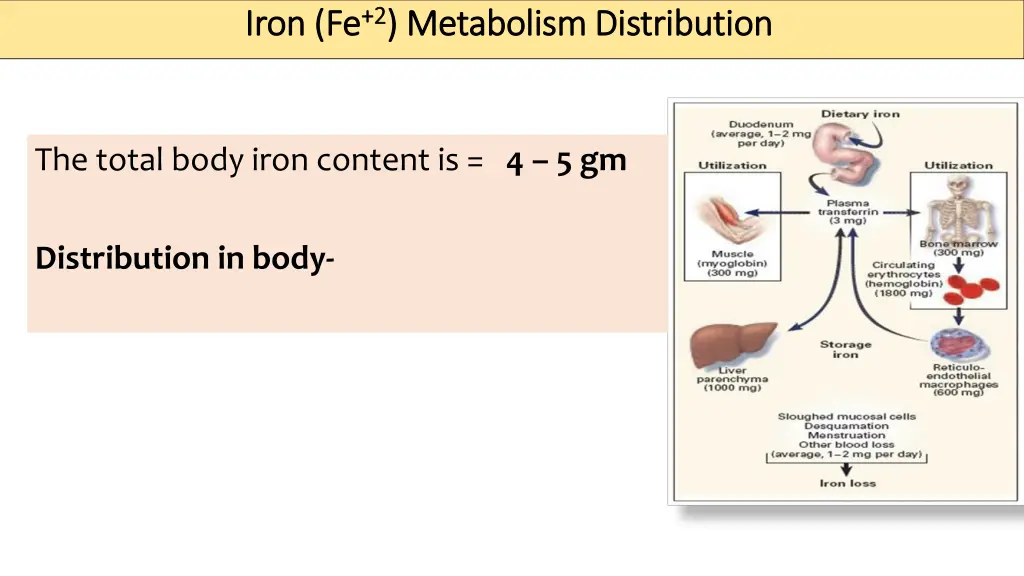 iron fe iron fe 2