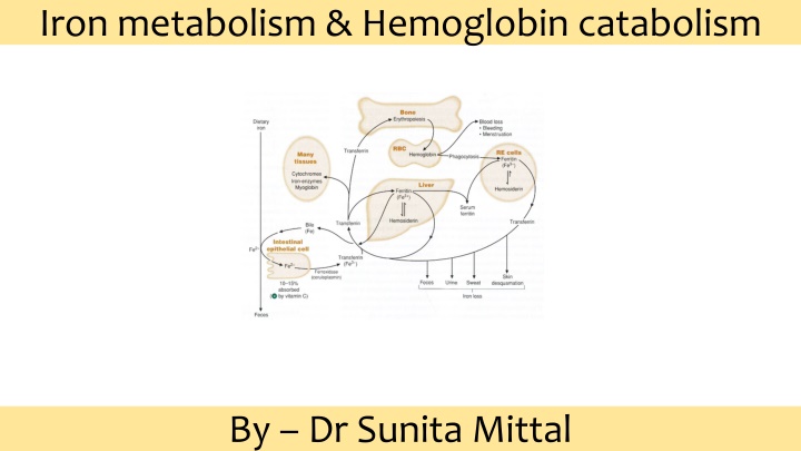 iron metabolism hemoglobin catabolism