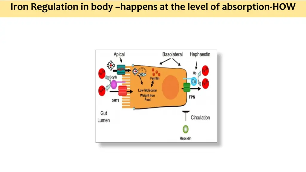 iron regulation in body happens at the level