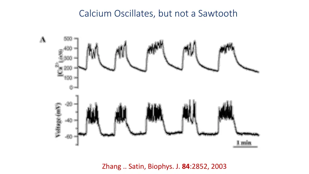 calcium oscillates but not a sawtooth