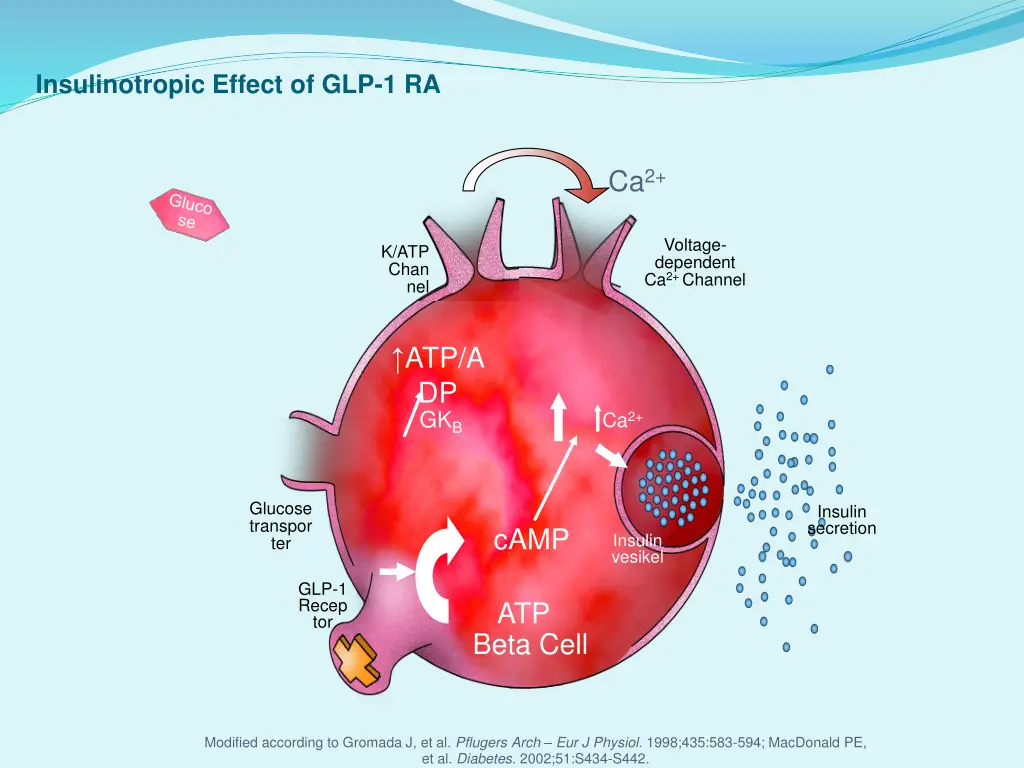 insulinotropic effect of glp 1 ra