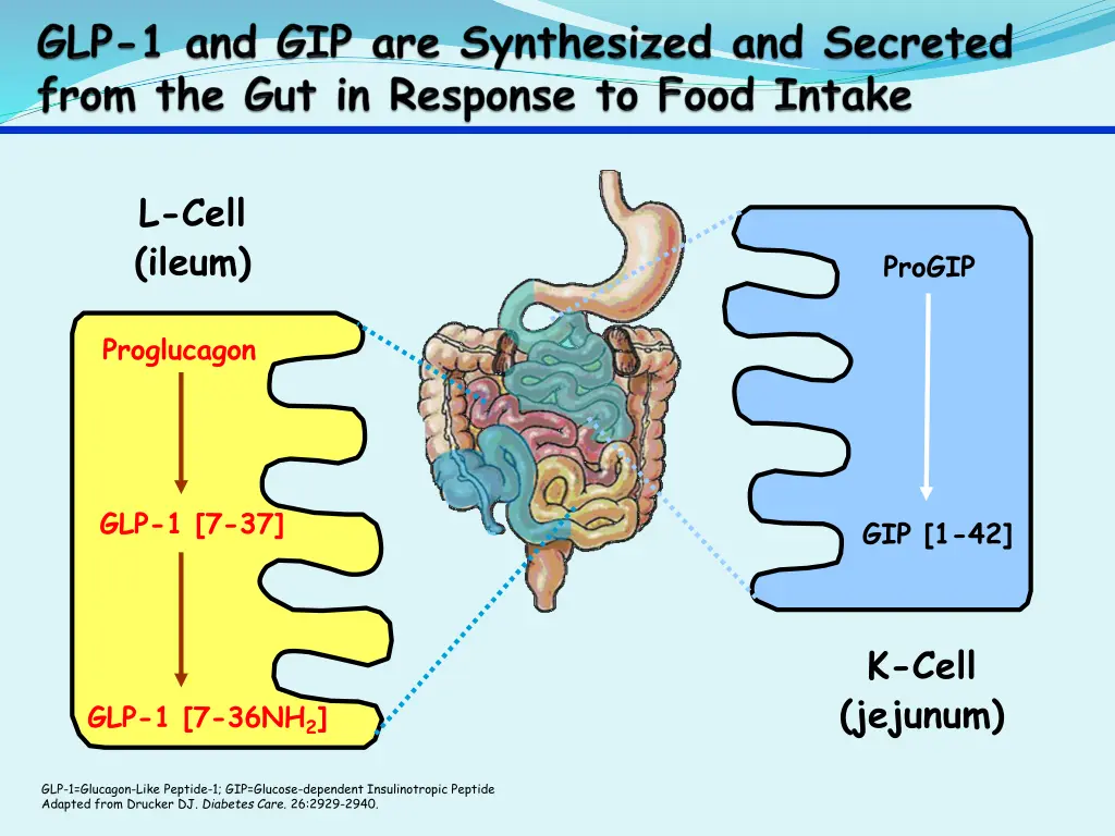 l cell ileum