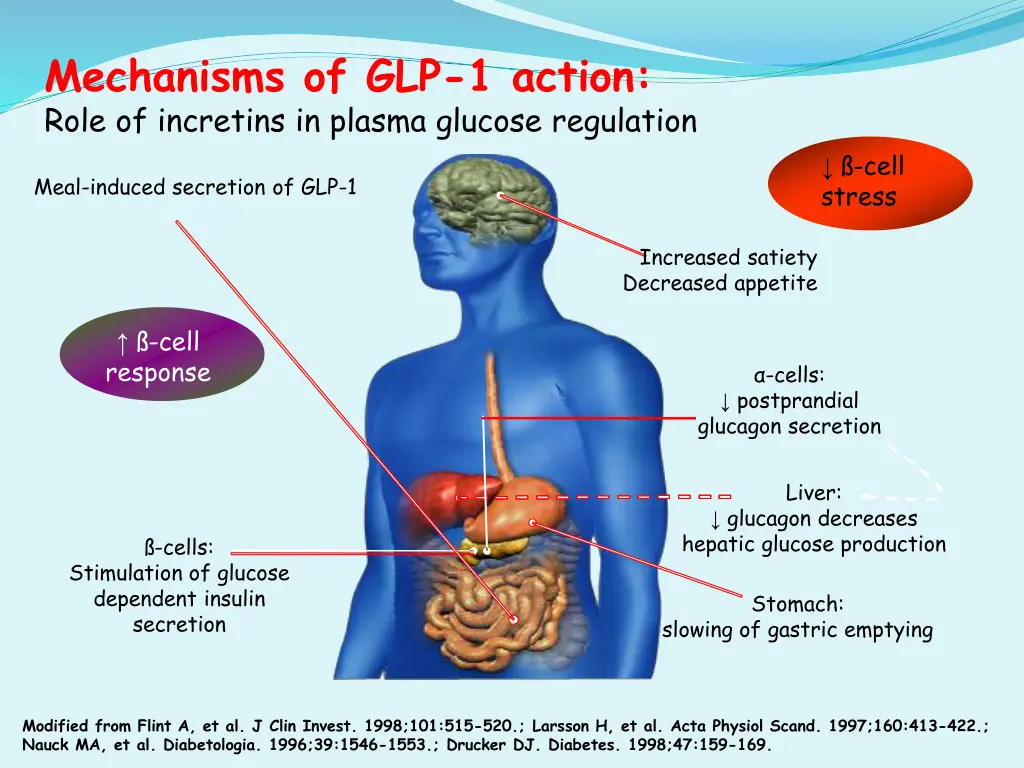 mechanisms of glp 1 action role of incretins