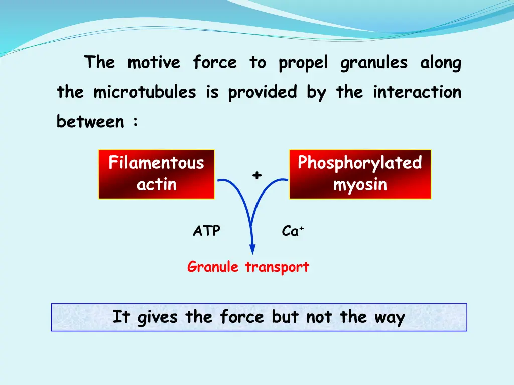 the motive force to propel granules along