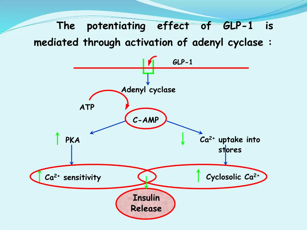 the potentiating effect of glp 1 is mediated