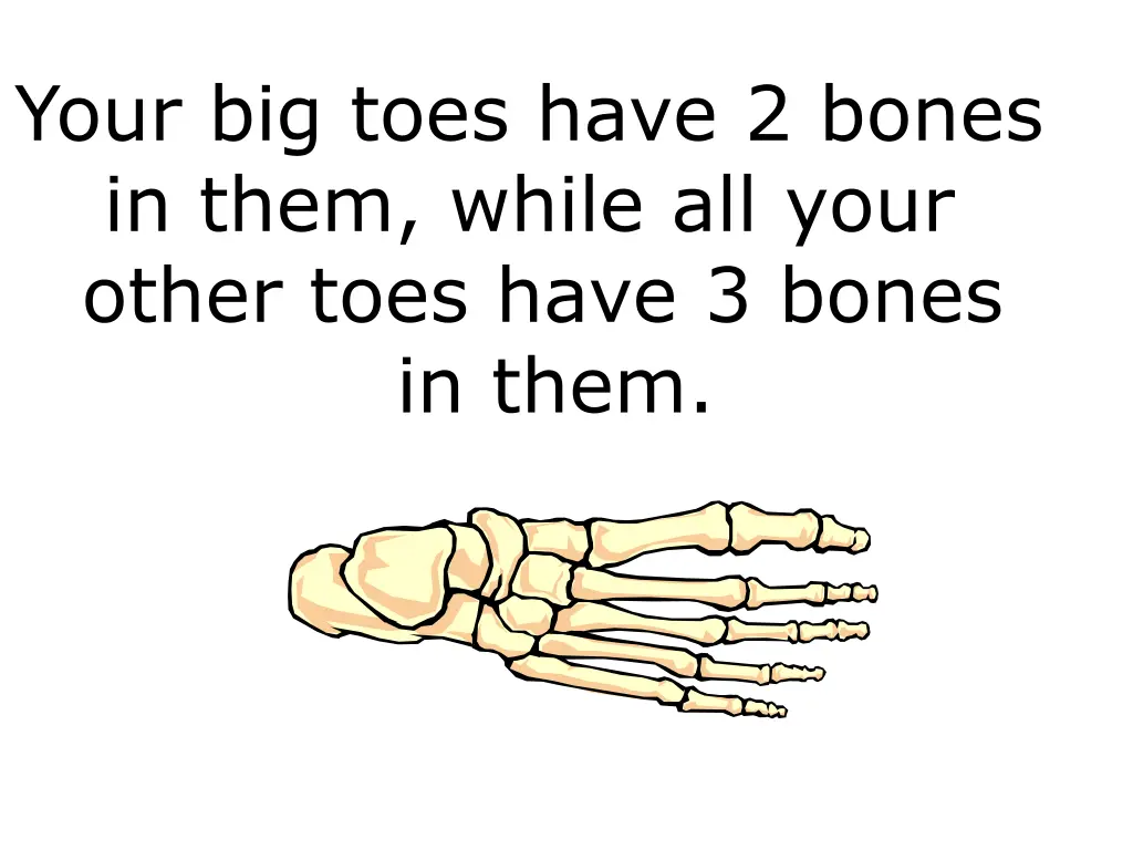 your big toes have 2 bones in them while all your