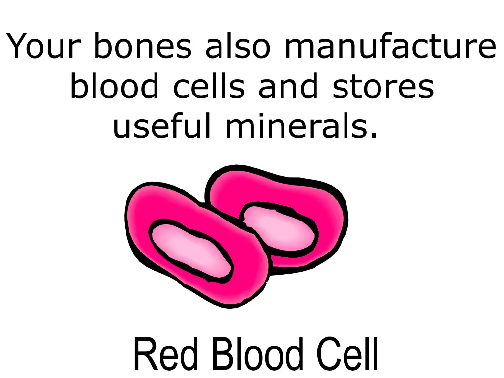 your bones also manufacture blood cells