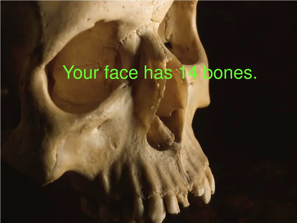 your face has 14 bones