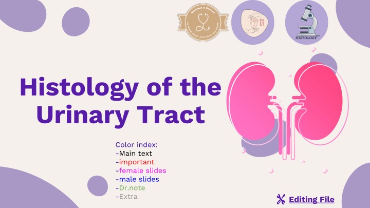 histology of the urinary tract