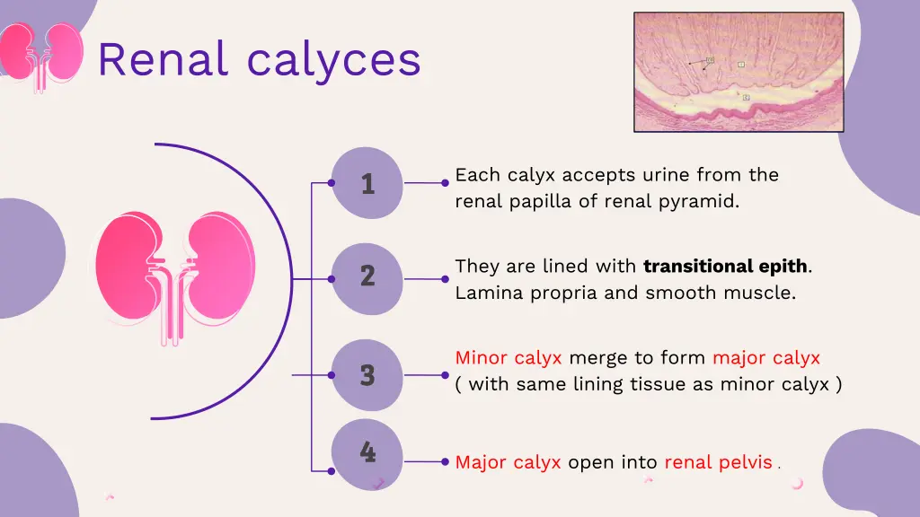 renal calyces