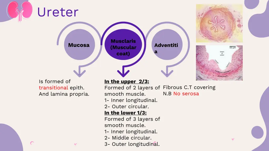 ureter