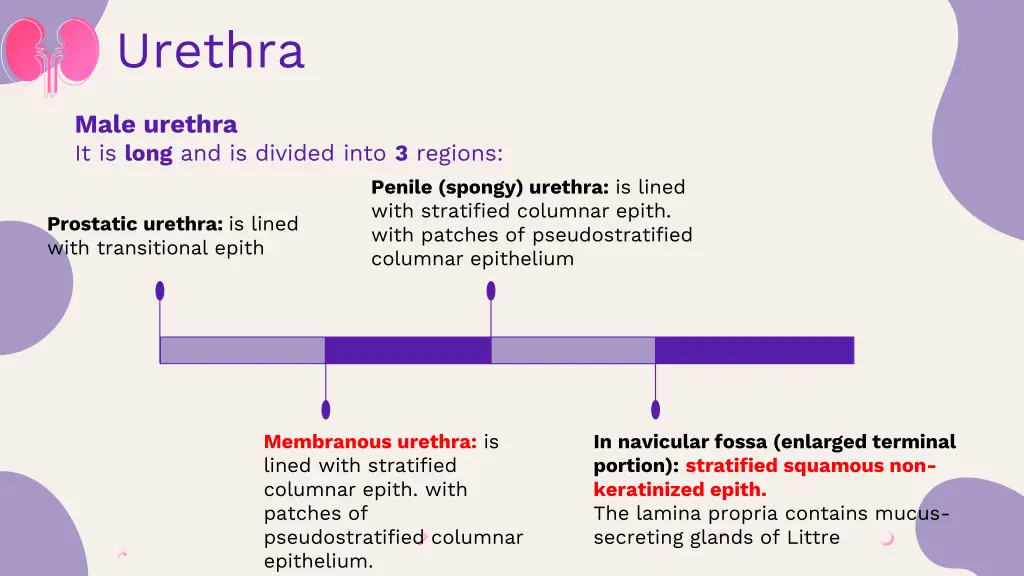 urethra 1