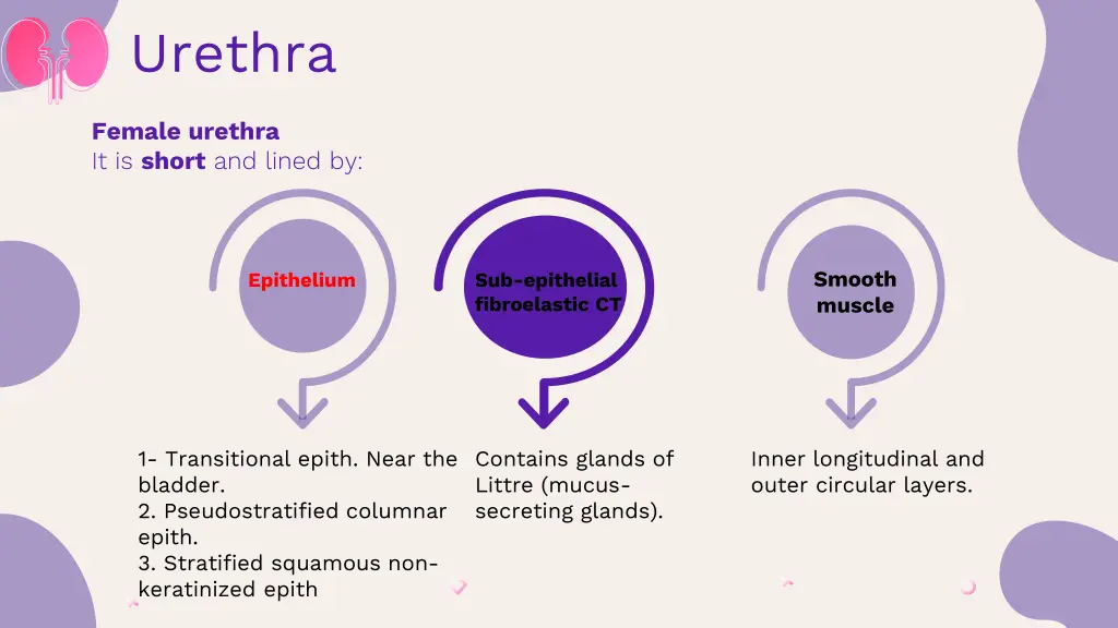 urethra
