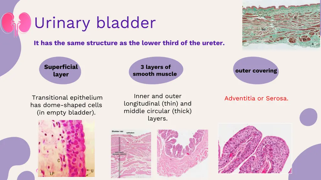 urinary bladder