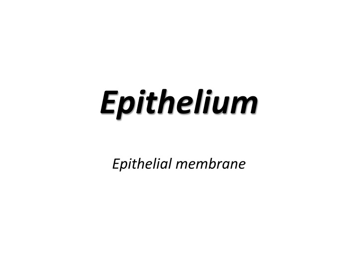 epithelium