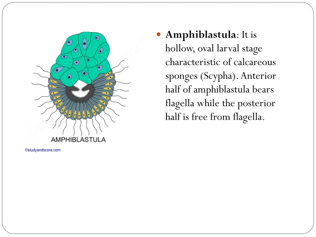 amphiblastula it is hollow oval larval stage