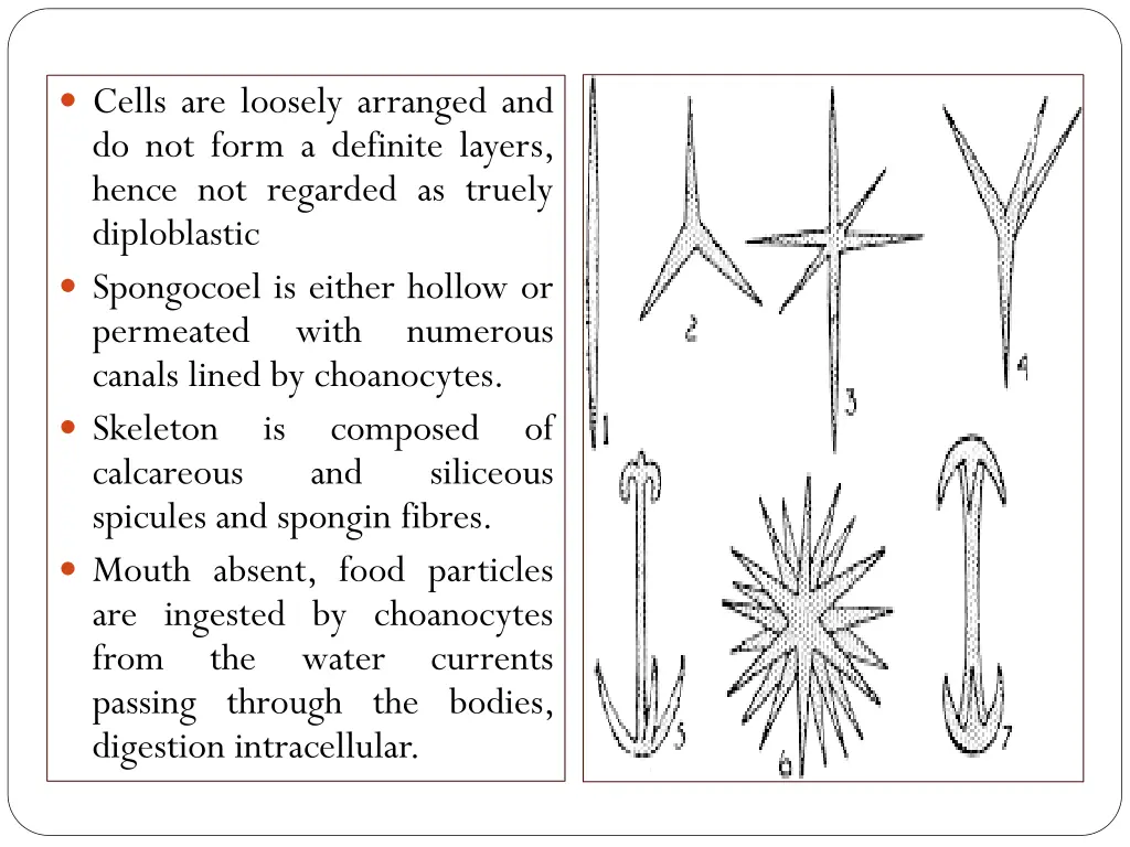 cells are loosely arranged and do not form
