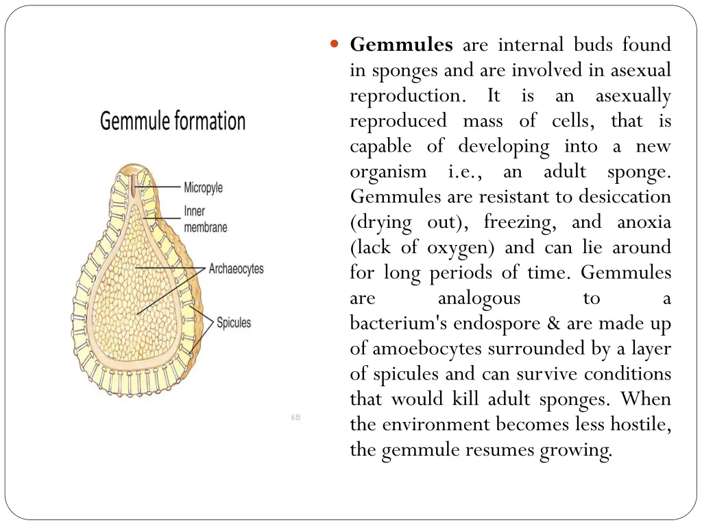 gemmules are internal buds found in sponges