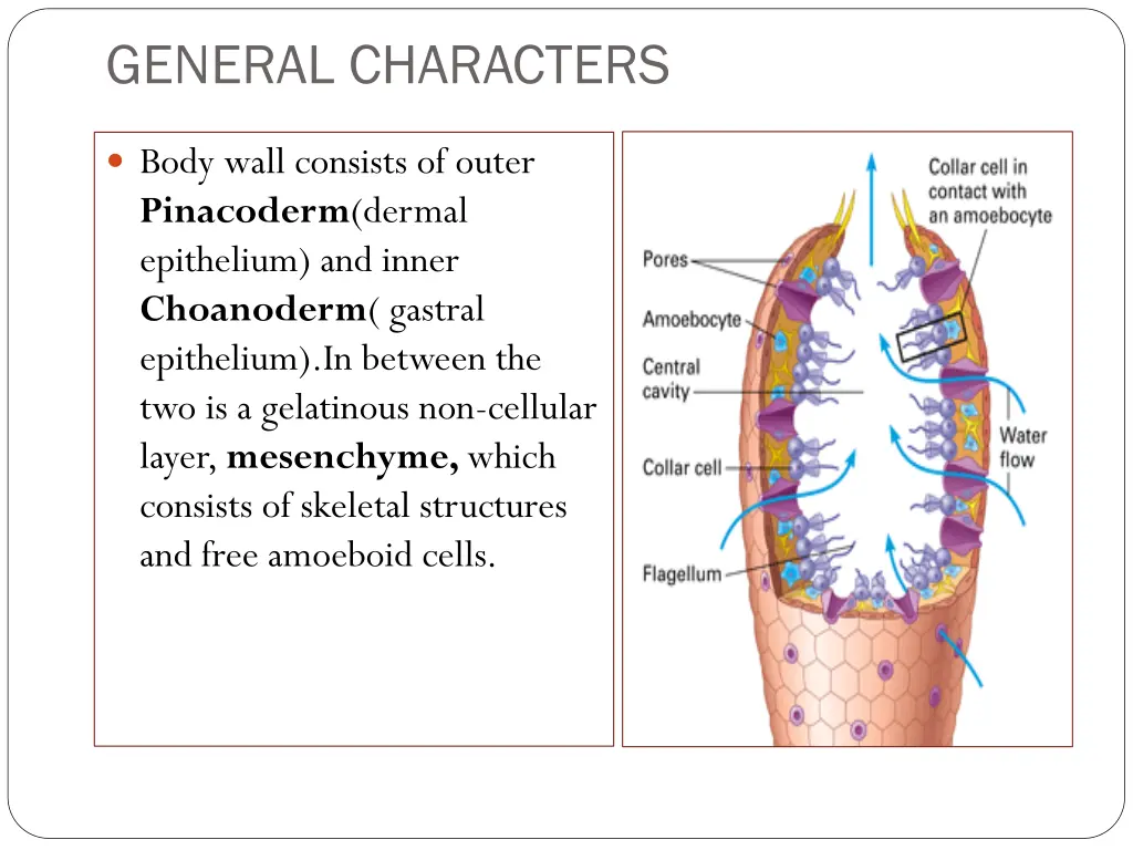 general characters 1
